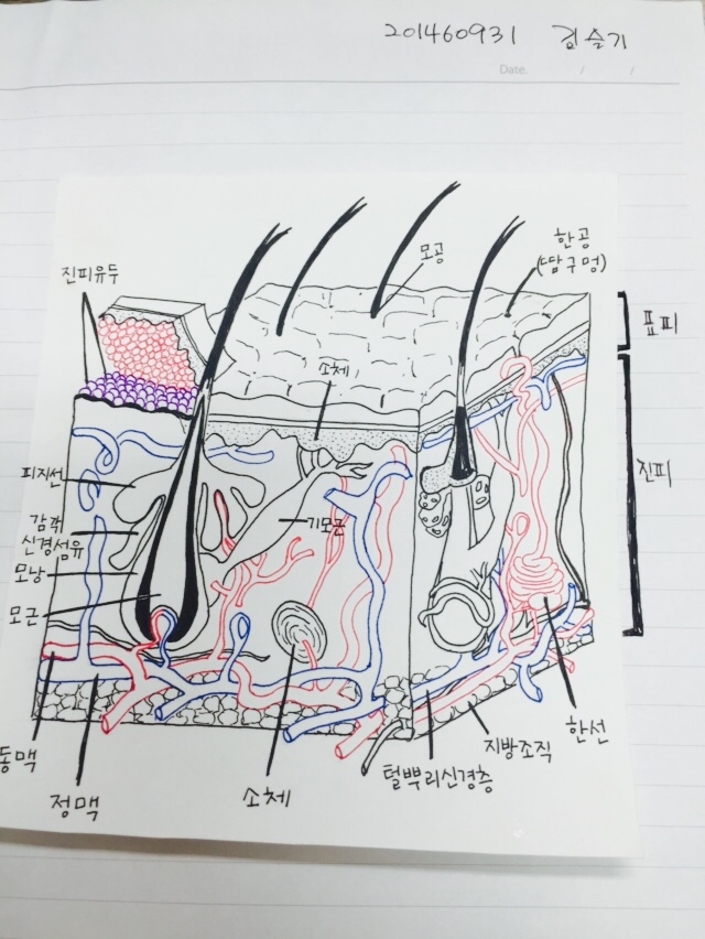 명장트레이닝 피부과학(2)